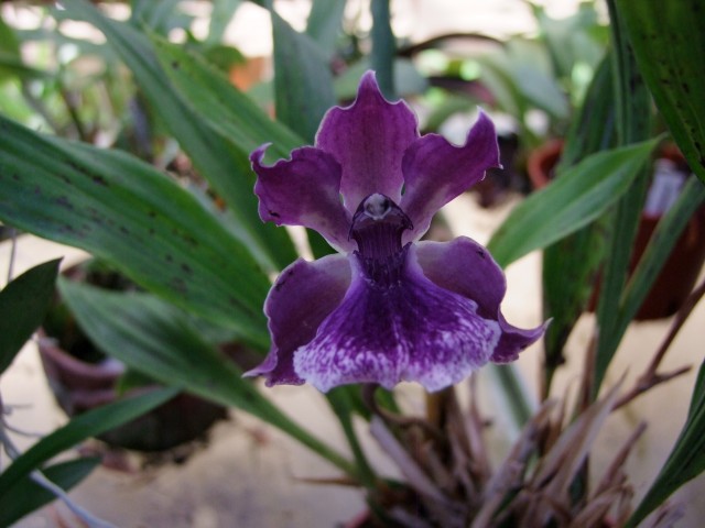 Zygonisia Roquebrune,,..jpg