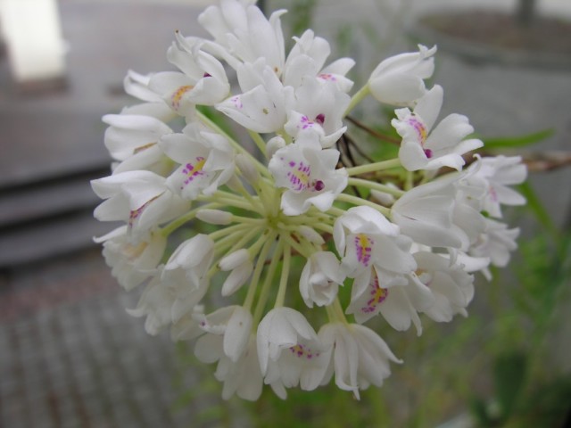 Neobenthamia gracilis...jpg