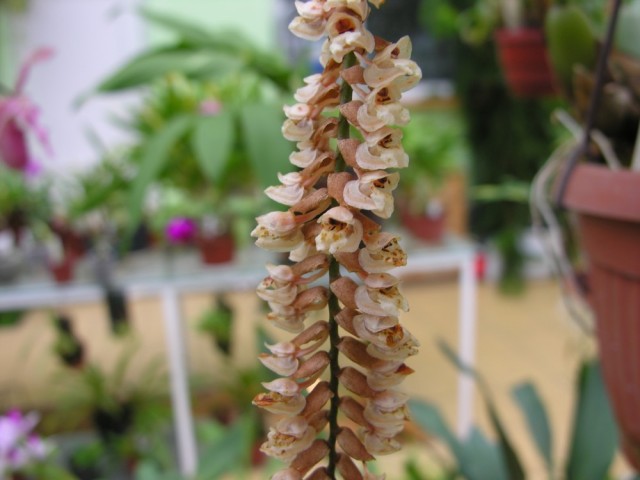 Pholidota imbricata syn.conchoidea.jpg