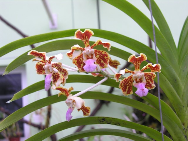 Vanda tricolor,..jpg