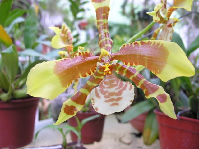 Rossioglosum Rawdon Jester,,.jpg