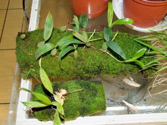 Bulbophyllum falcatum.jpg