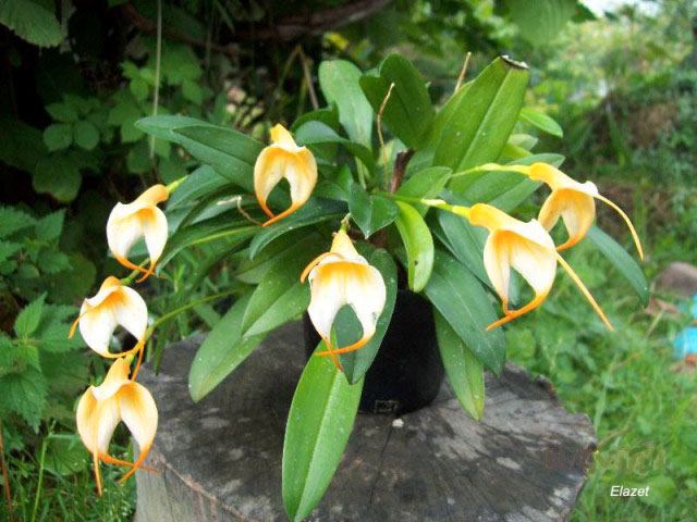 Masdevallia rodzinka.jpg
