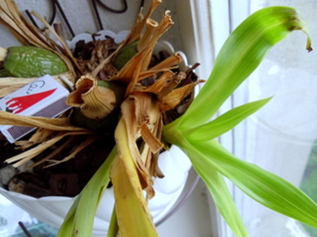 Starsze i odwodnione psb.JPG