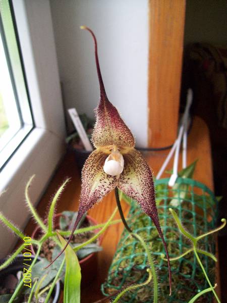 Kwiat D.chimaera.jpg