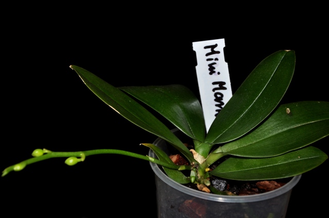 DSC_0821 - Kopia.JPG