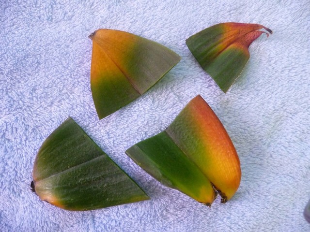 P1040174.JPG