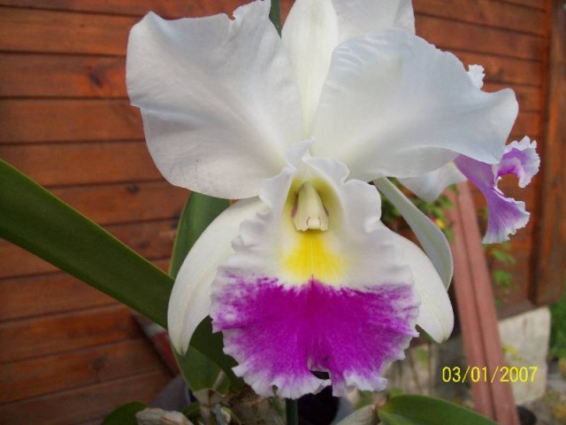 Cattleya1.jpg