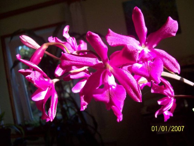 Epicattleya Plicaboa 2.jpg