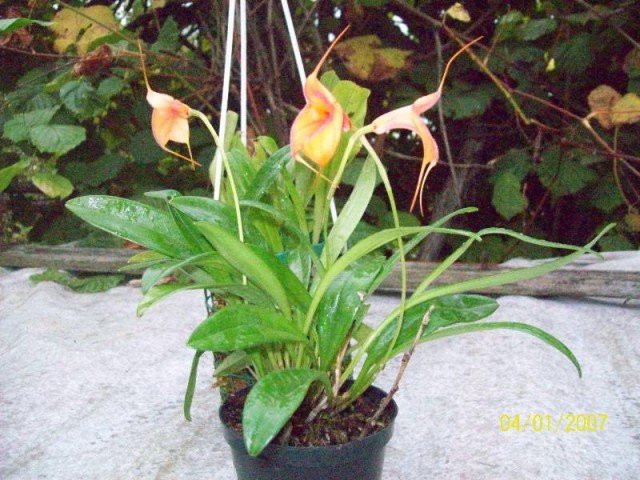 Masdevallia Amazone od Bożenki.jpg