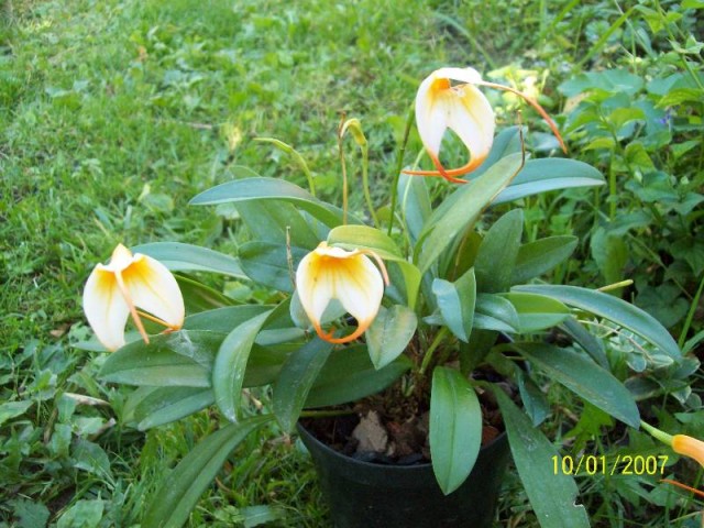 Masdevallia Wodnik.jpg