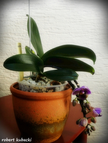 Dtps.Sogo Vivien.jpg