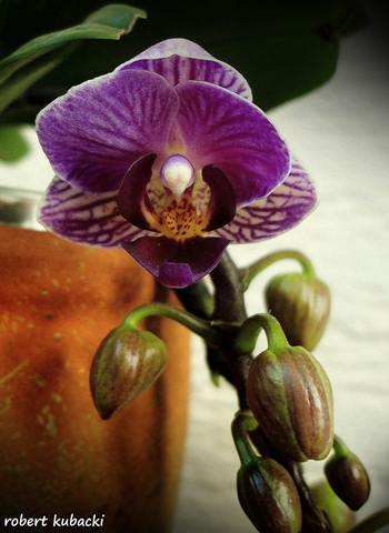 Dtps.Sogo Vivien- cwiet.jpg