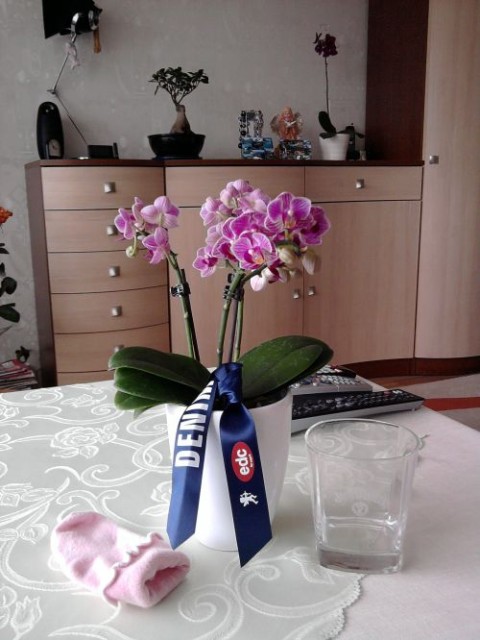 siepien wiozą z Niemiec.jpg