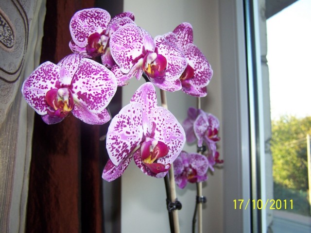 PHALAENOPSIS Chain Xen Diamond.JPG