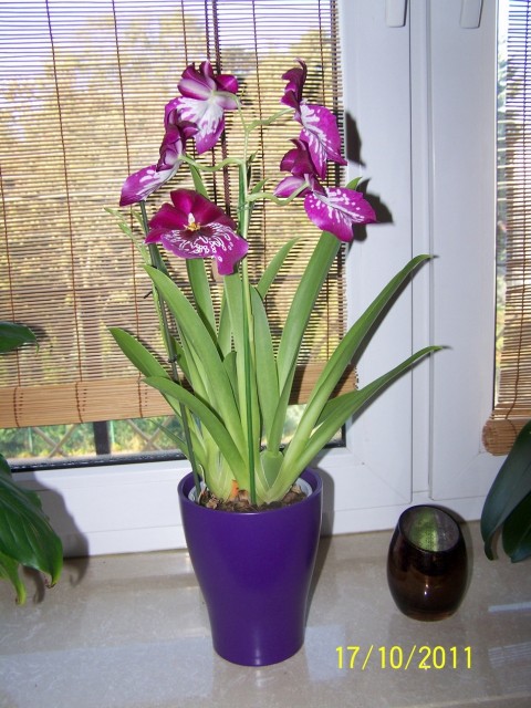 Miltonia spectabilis.JPG
