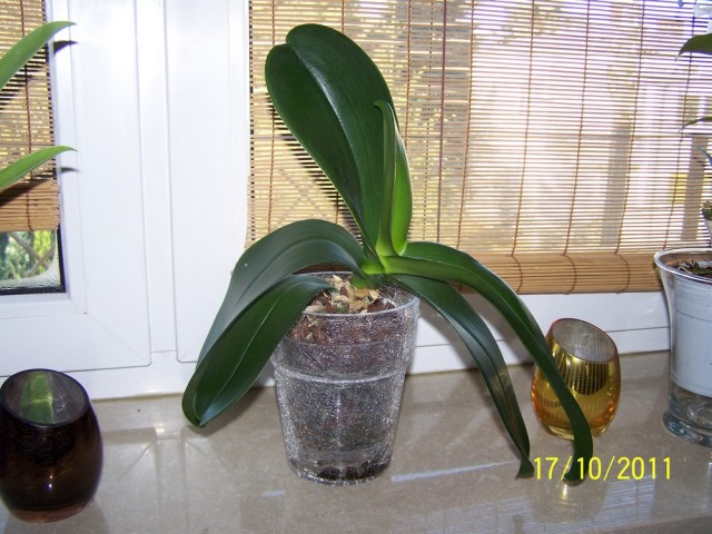Phalaenopsis aphrodite.JPG