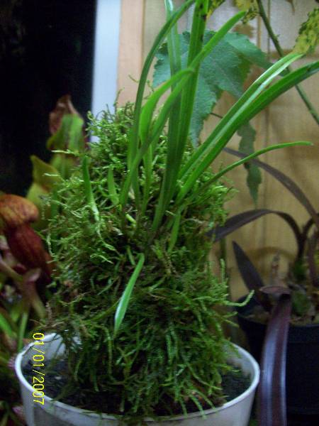 Dracula lotax na podkładce z mchem..jpg