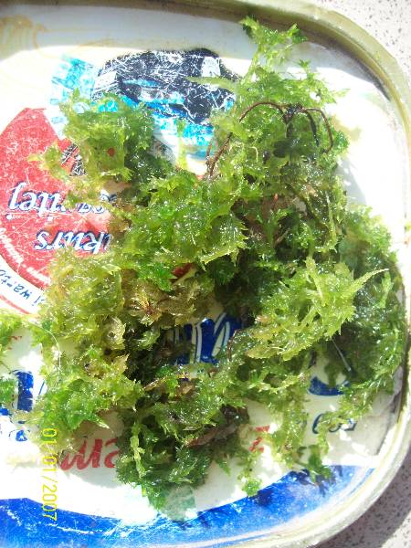 ożywione sphagnum.jpg