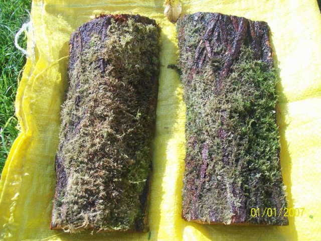 podkładki z czarnego bzu.jpg