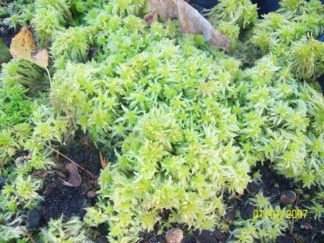 polski torfowiec na bagnie.jpg