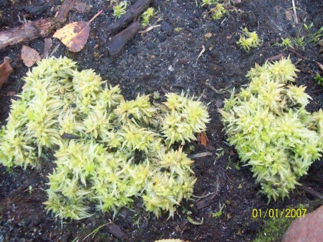 sphagnum nowozelandzkie na bagnie.jpg