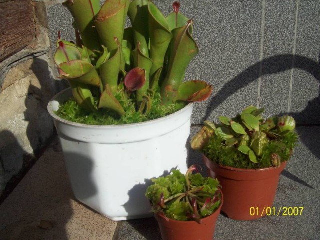 Rośliny w sphagnum.jpg