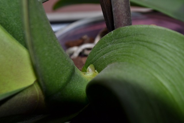DSC_0216.JPG