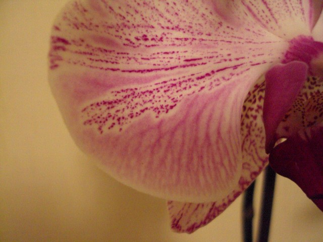 DSC08116.JPG