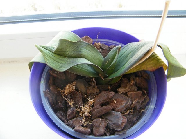 DSCF1551.JPG