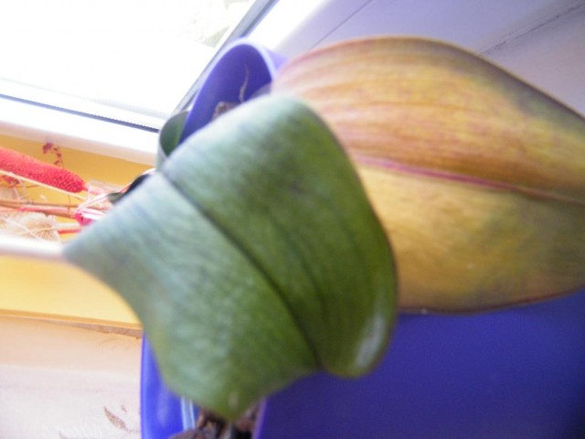 DSCF1552.JPG