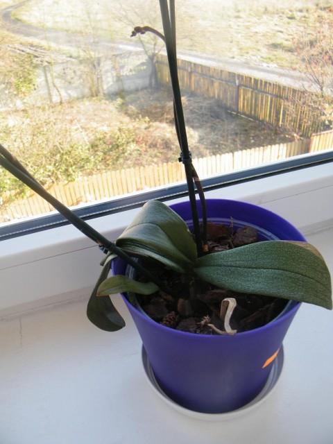 DSCF1556.JPG