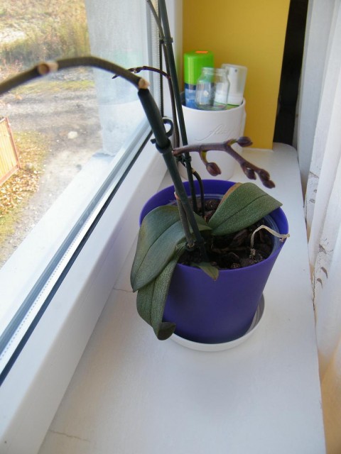 DSCF1557.JPG