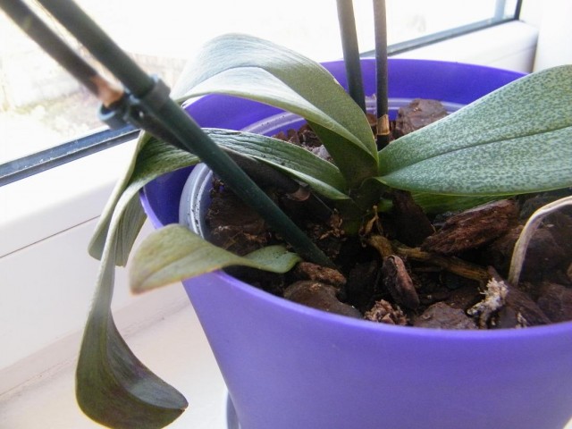 DSCF1558.JPG