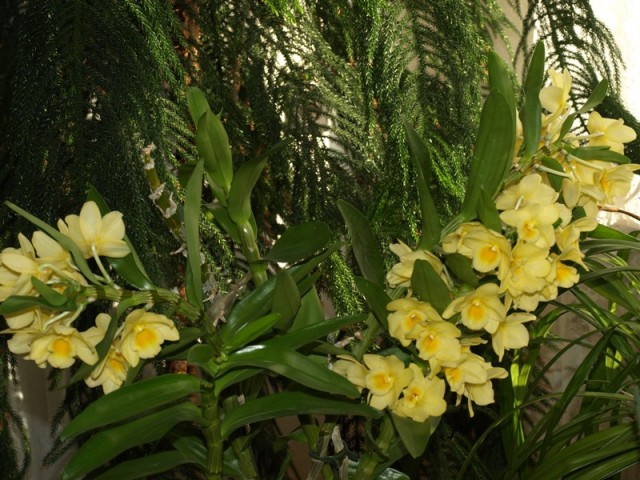 Dendrobium kremowe w doniczce.JPG