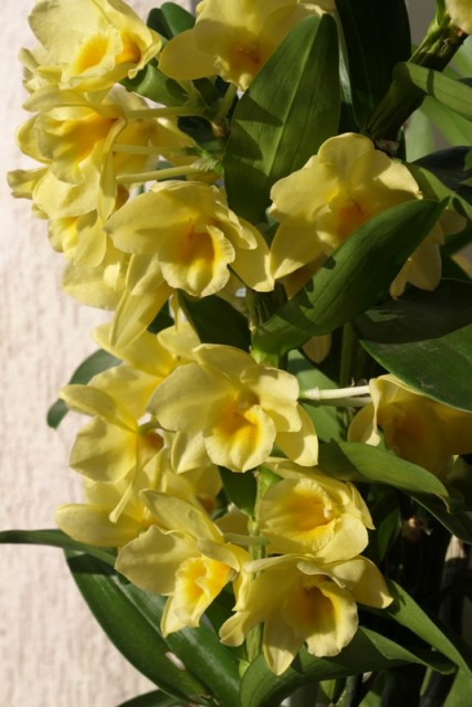 Dendrobium kremowe pęd.JPG