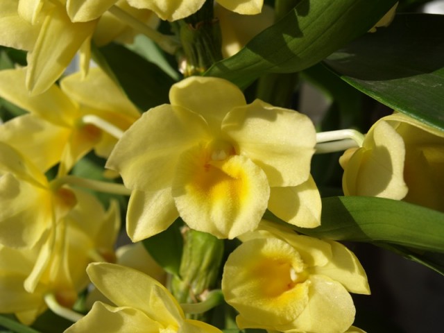 Dendrobium kremowe kwiat.JPG