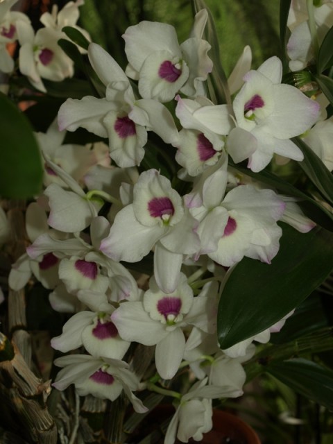 Dendrobium z oczkiem- pęd.JPG