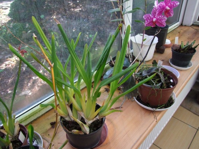 Miltonia clovesii.jpg