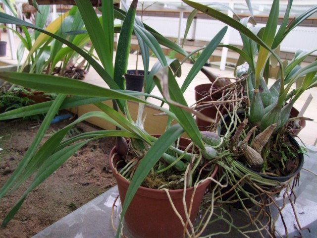 Encyclia cordigera.jpg