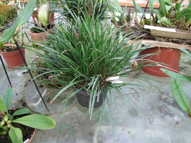 Dendrochillum wenezelisii.jpg