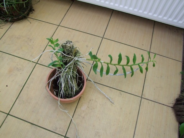 Dendrobium formosum.jpg