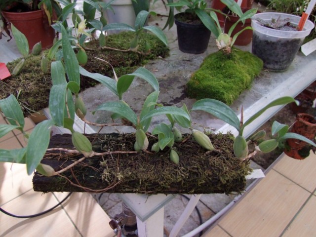Coelogyne fimbriata.jpg