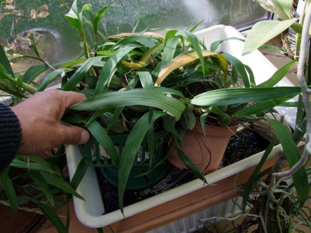 Coelogyne cristata.jpg