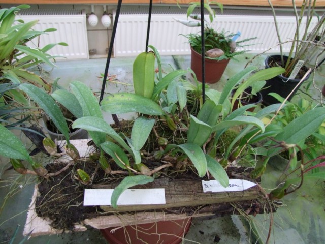Bulbophyllum rotshildianum.jpg