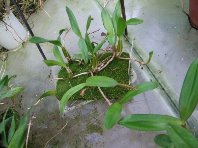Bulbophyllum falcatum.jpg