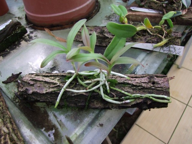 Barkeria lindleyana.jpg