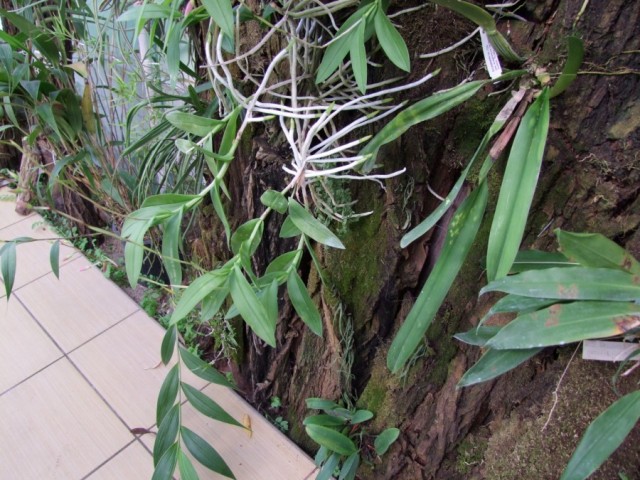 Barkeria cyclotella`.jpg