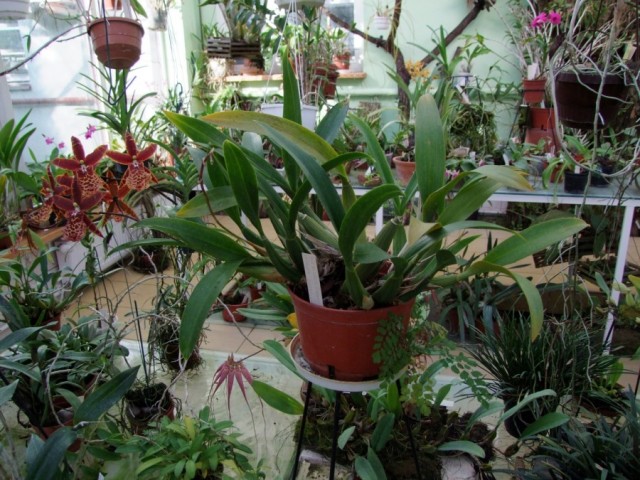 Aliceara Everspring Colours.jpg