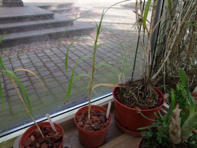 Neobenthamia gracilis.jpg